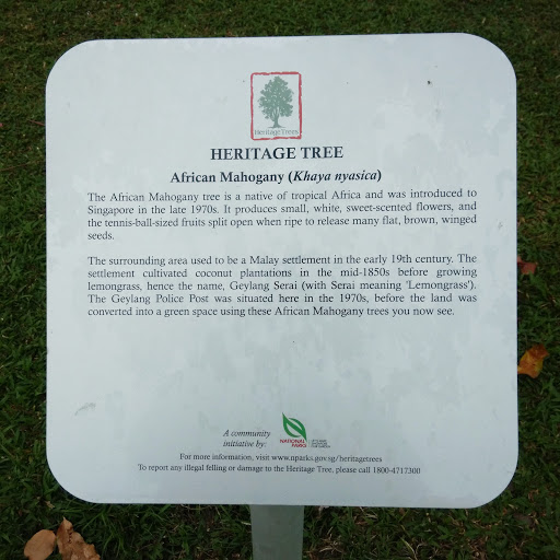 Heritage Tree - African Mahogany