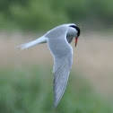 Common Tern