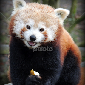 Red Panda by Kathryn Willett - Animals Other Mammals