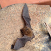 Nottola comune, common noctule bat