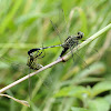 Green Marsh Hawk / Slender Skimmer Dragonfly