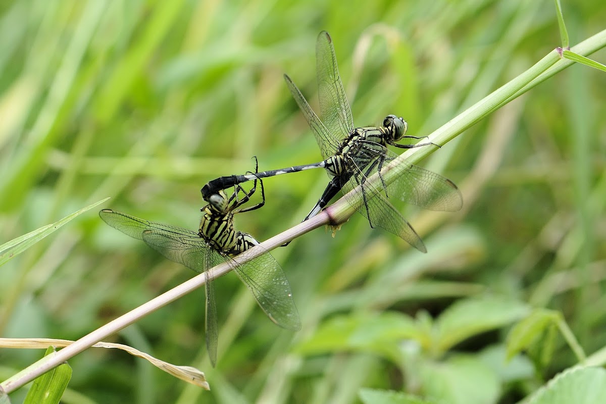 Green Marsh Hawk / Slender Skimmer Dragonfly