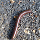 Worm millipede