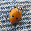 Convergent Ladybug Beetle