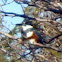 Belted King Fisher( Female)