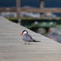 Common Tern