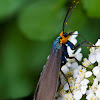Virginia Ctenuchid Moth