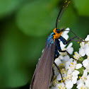 Virginia Ctenuchid Moth