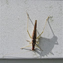 Two-spotted Tree Cricket (Female)