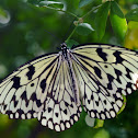 rice paper or paper kite