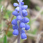 Grape Hyacinth