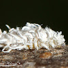 Mealybug Destroyer larvae