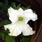 Wild white petunia