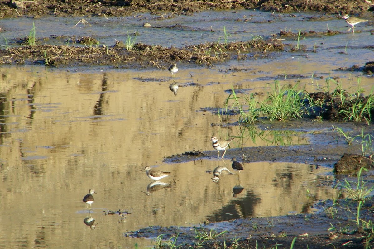 Spotted Sandpiper