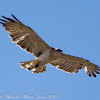 Short-toed Snake Eagle; Aguila Culebrera
