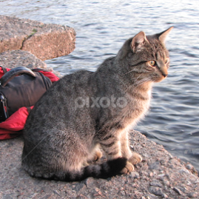 watch by Darius Morgendorfer - Animals - Cats Portraits