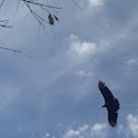 Black Vulture