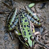 Northern Leopard Frog 