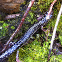 Caddo mountain salamander