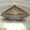 Grey Epidesmia Moth