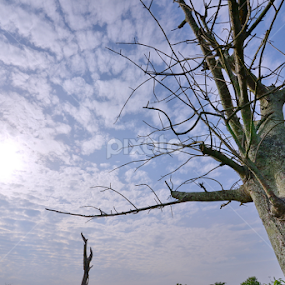  a tree by 思远 郭 - Nature Up Close Trees & Bushes