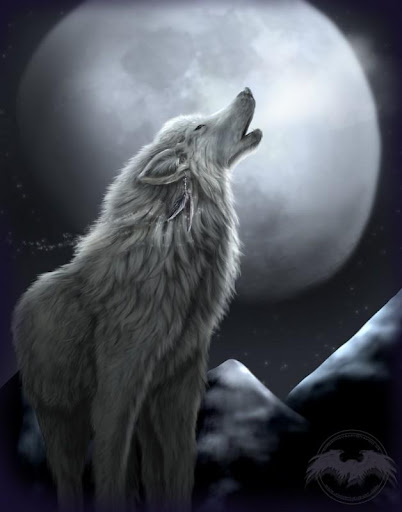 Wolf HD Wallpaper