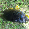 Green Sunfish