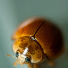 Spotless Lady Beetle