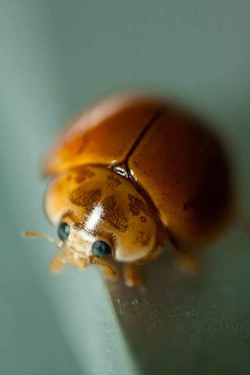 Spotless Lady Beetle