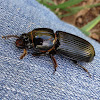 Horned Passalus (Bess Beetle)