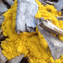 Dog vomit slime mold (early stage)