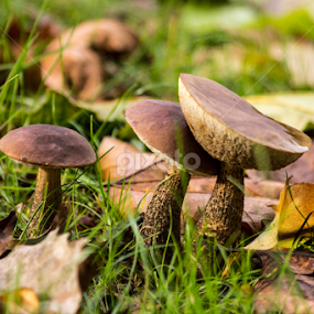 The tree brothers by Bruno Vieira - Nature Up Close Mushrooms & Fungi