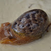 Unknown Cowry