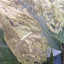 Caterpillars in web nest