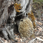 Kangaroo Island Echidna