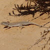 Small-spotted Lizard