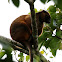 Lumholtz's Tree-kangaroo