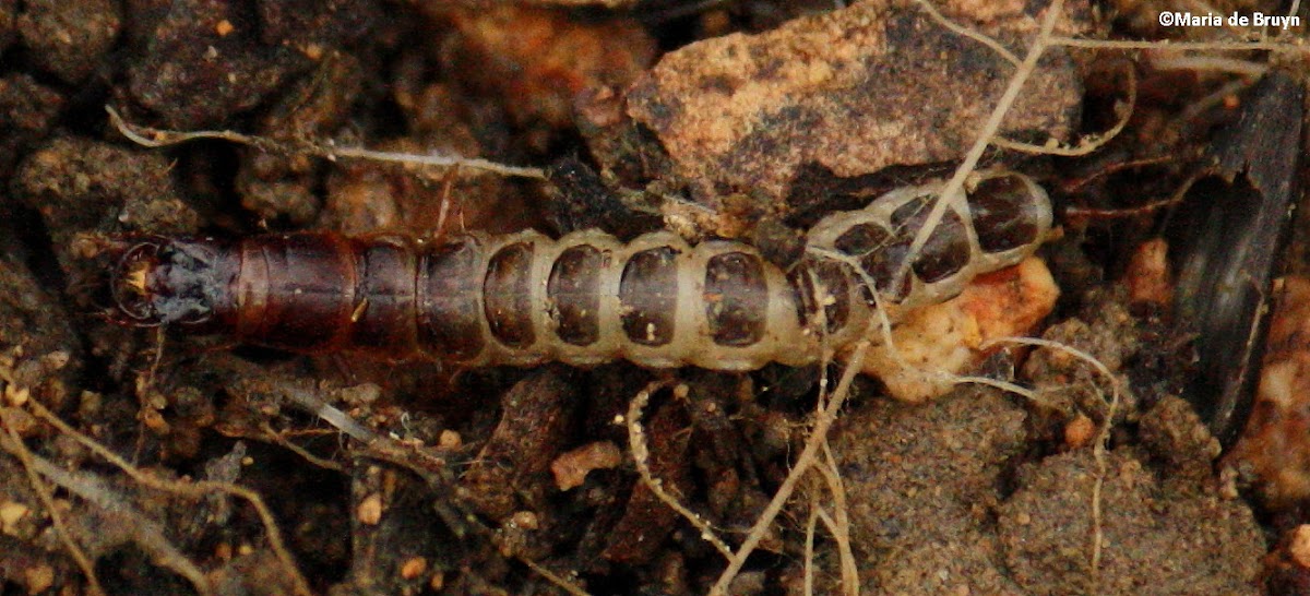 Woodland ground beetle larva