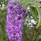 Butterfly-bush