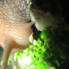 Snail (Caracol)