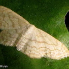Large lace-border moth