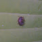 Strawberry Sap Beetle