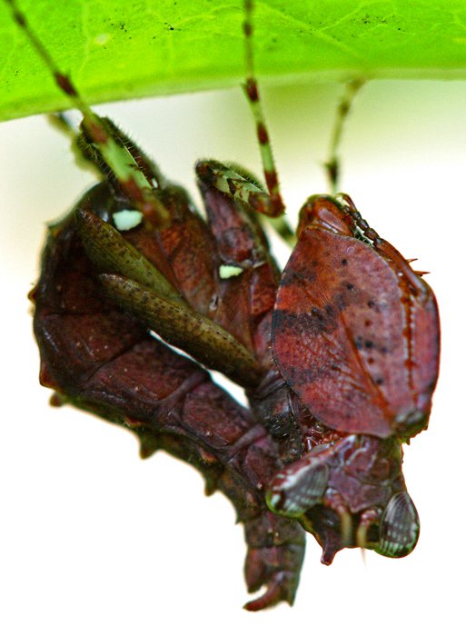 Boxer Mantis Nymph