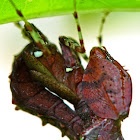 Boxer Mantis Nymph