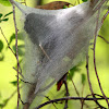 Eastern Tent Caterpillars