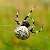 Shamrock or Cross Orb Weaver Spider