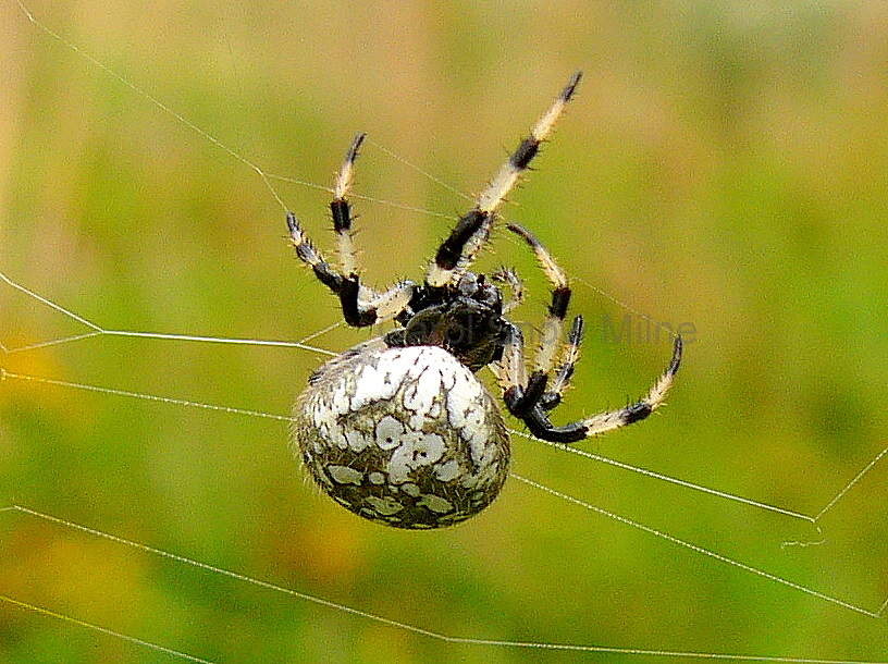Shamrock or Cross Orb Weaver Spider Project Noah