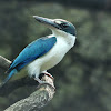 Collared Kingfisher