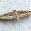 Mangrove China-mark Moth