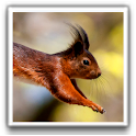 Wildlife Wallpapers logo